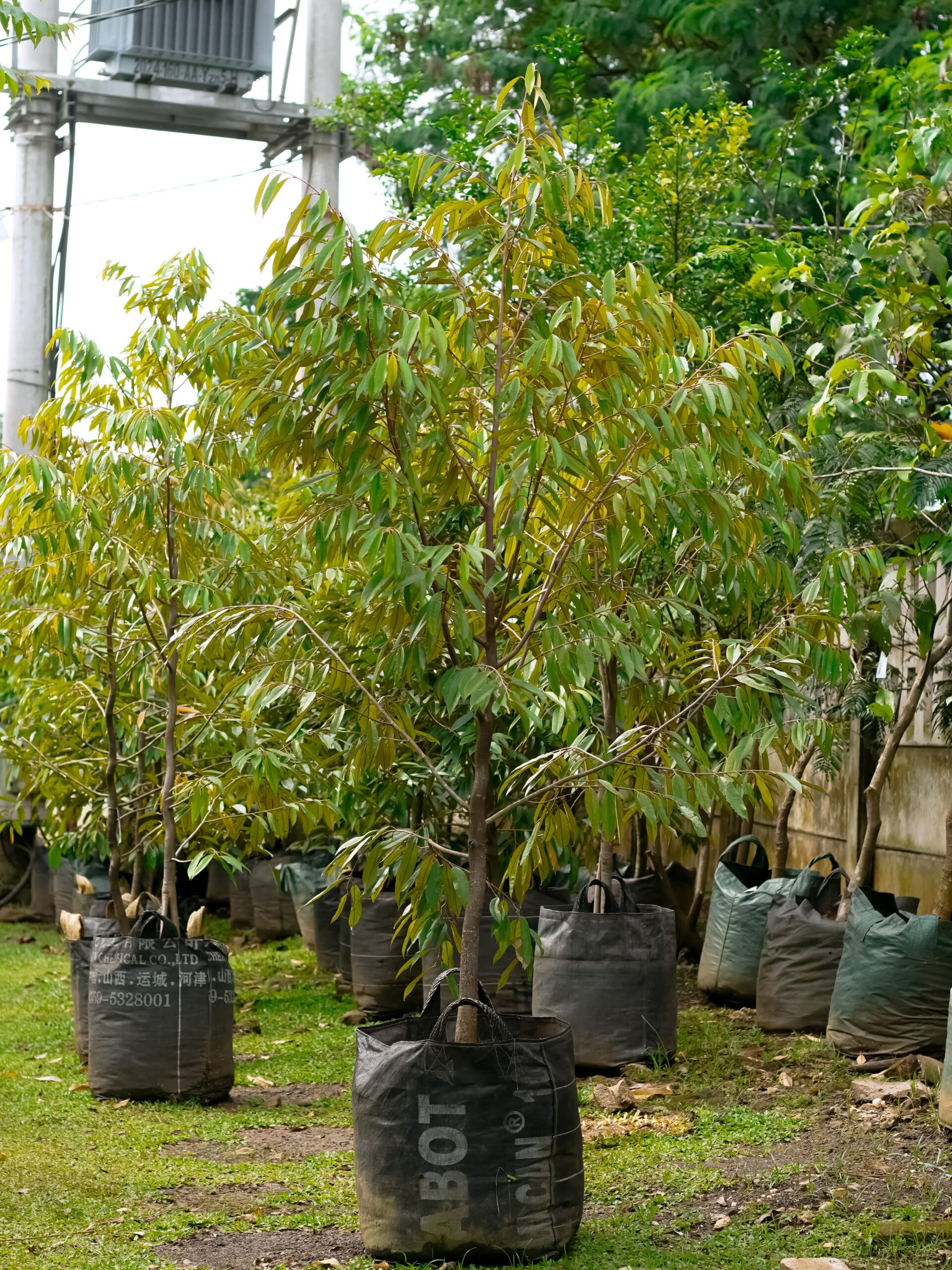 tabulampot